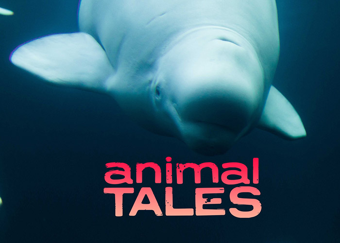 The Mystery of the Belugas
