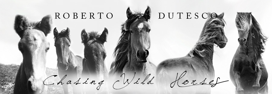 Banner for Chasing Wild Horses