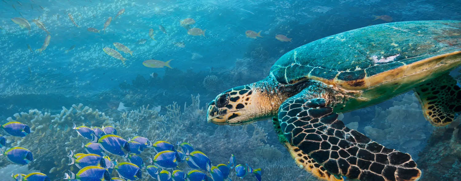 Header image for Voices of the Ocean
