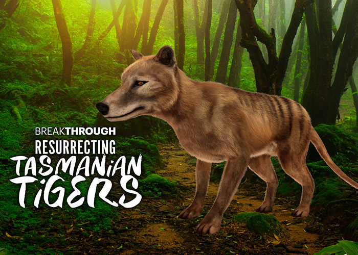 Resurrecting Tasmanian Tigers