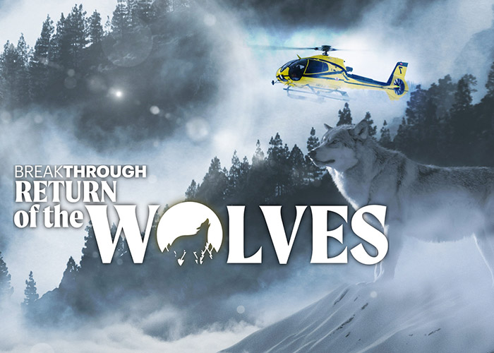 Return of the Wolves