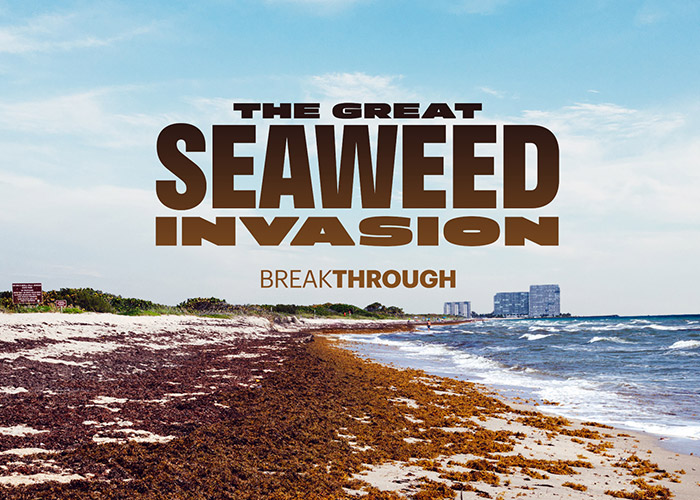The Great Seaweed Invasion
