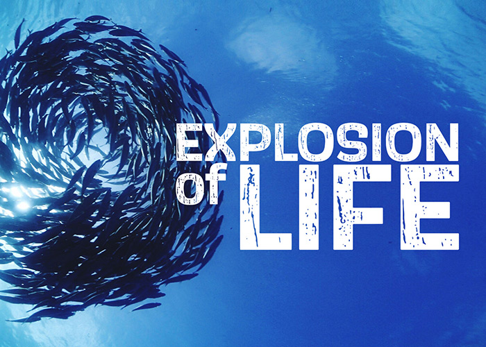 Explosion of Life