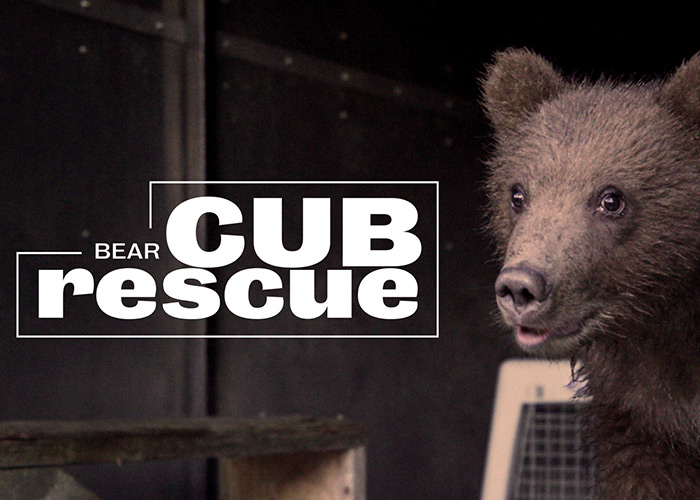 Bear Cub Rescue