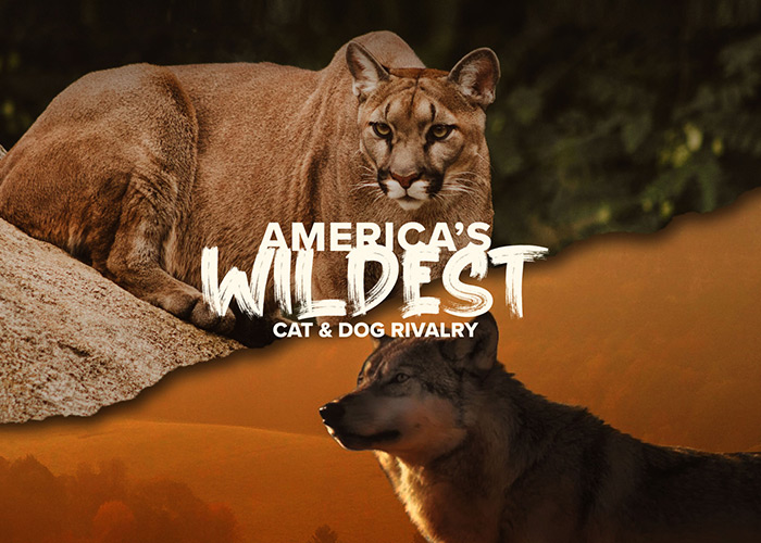 America's Wildest Cat Dog Rivalry