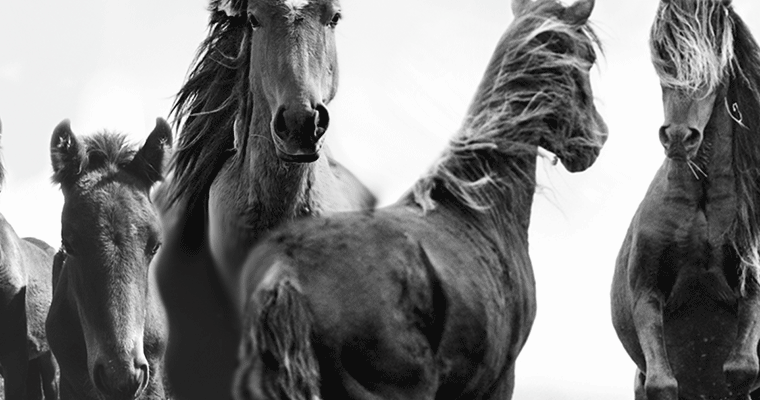 The Rhythm of Wilderness