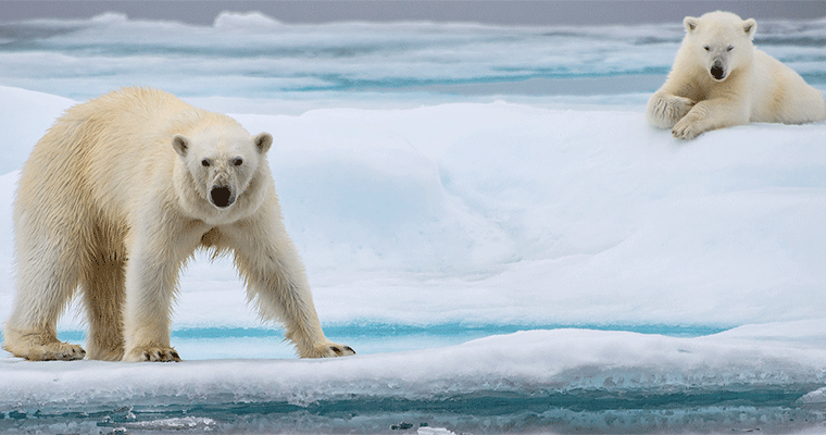 Arctic Warming: The Northern Front