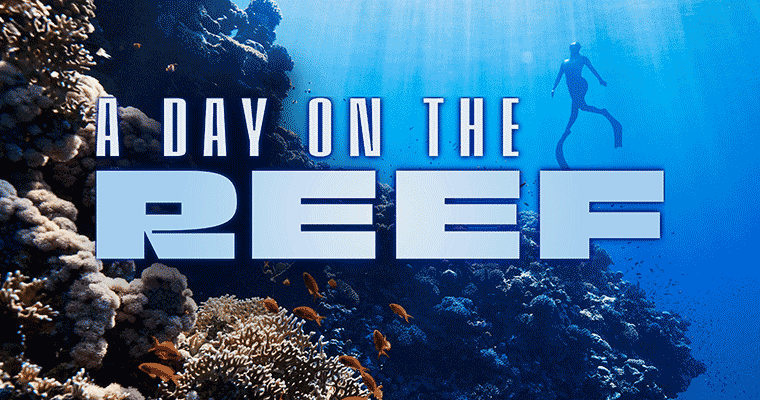 A Day on the Reef: Sipadan