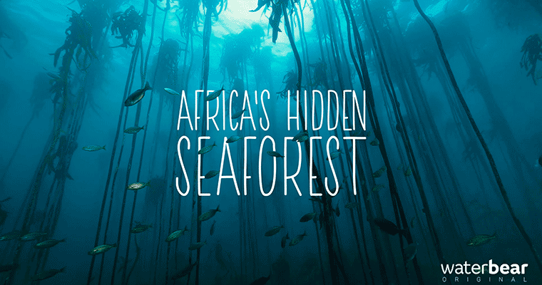 Africas's Hidden Seaforest