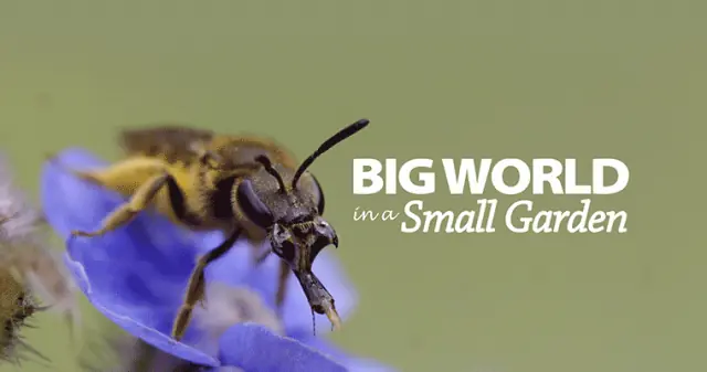 Big World in a Small Garden