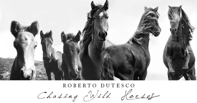 Chasing Wild Horses