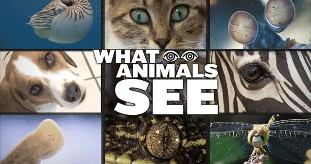 What Animals See