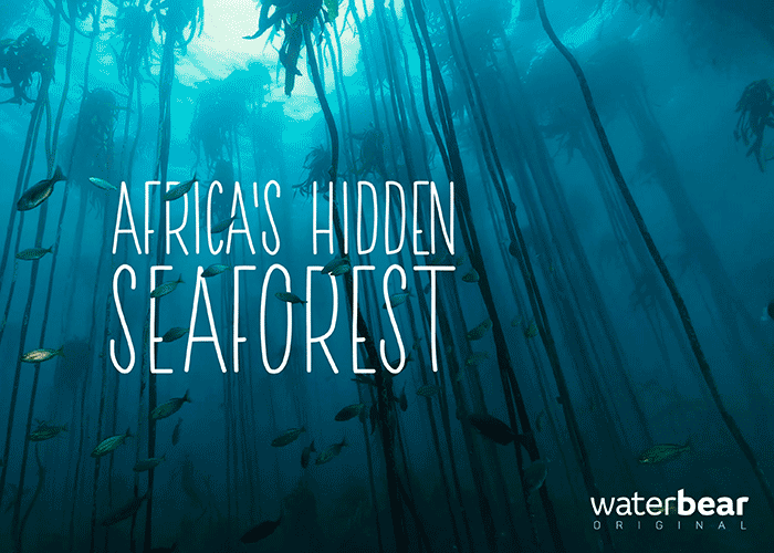 Africa's Hidden Seaforest