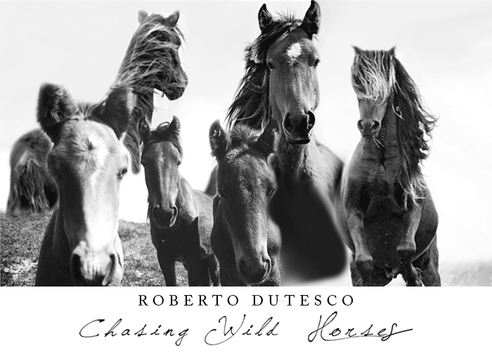 Chasing Wild Horses