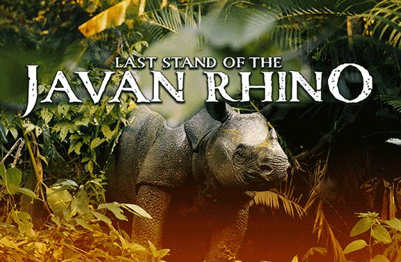 Last Stand of the Javan Rhino