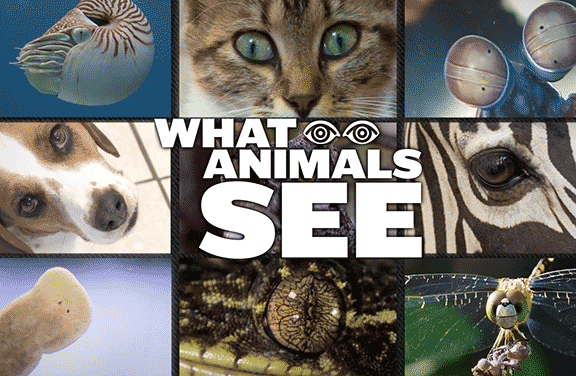 Image for What Animals See
