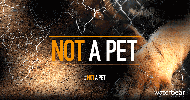Not a Pet