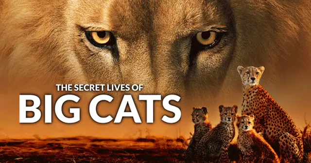 The Secret Lives of Big Cats