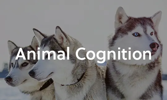 Animal Cognition