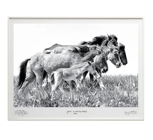 Generations – A mare and foal move together through tall island grass, flanked by a second adult horse, capturing the multigenerational herd life of Sable Island's wild horses. Photograph by Roberto Dutesco.