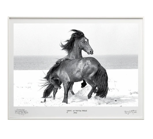 "Fury" – Two wild stallions rear and clash on the white sands of Sable Island, one horse rising dramatically above the other with mane and tail whipping in the wind. Photograph by Roberto Dutesco.
