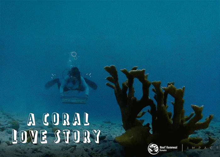 A Coral Love Story