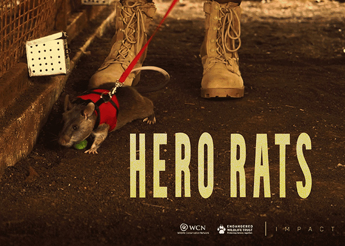 Hero Rats