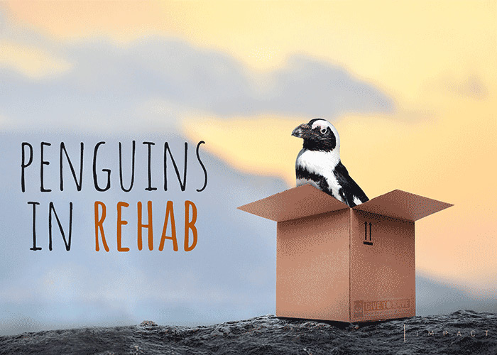 Penguins in Rehab