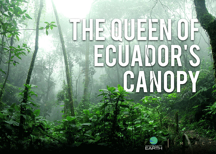 The Queen of Ecuador's Canopy