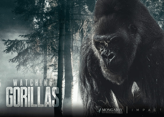 Watching Gorillas