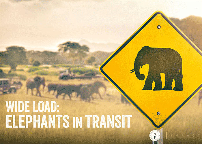 Wide Load: Elephants in Transit