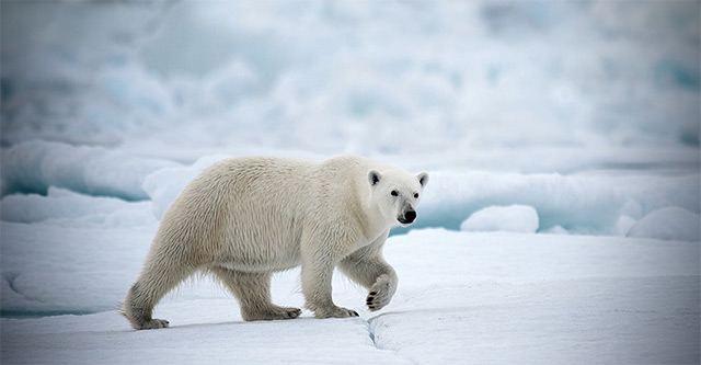 Photo for The North Pole