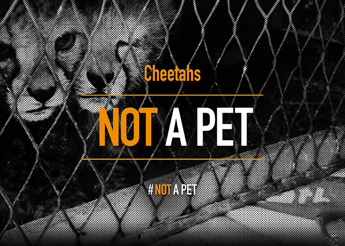 Cheetahs
