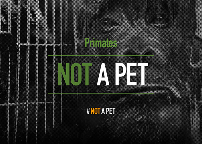Primates