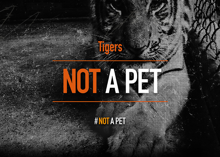 Tigers