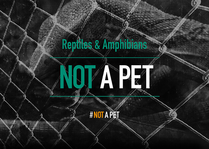 Reptiles & Amphibians