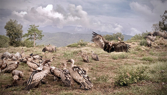 Photo of Sebastian Copeland