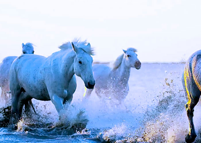 Linking Our Minds: Developing a Global Community to Research Animal Cognition